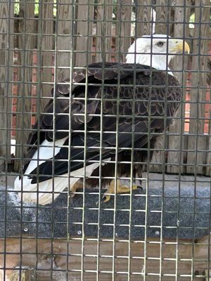 Audubon Center for Birds of Prey by null