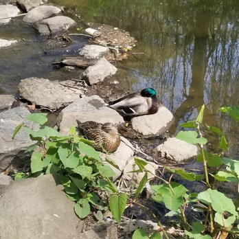 Clove Lakes Park - Ducks - Parks Near Me - Staten Island, New York