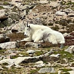 Mount Blue Sky Scenic Byway - Mountain Goat