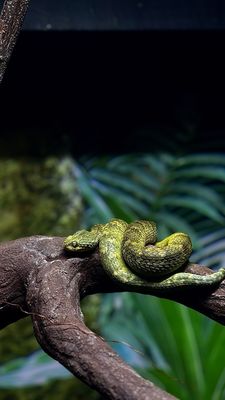Moody Gardens Attractions Theme Park by null