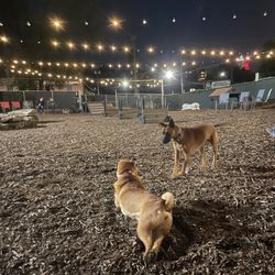 Taps and Tails Dog Bar - Glow in the dark party