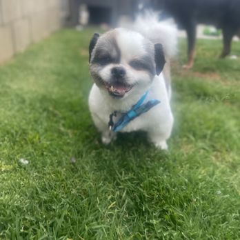 Nikki's Pet Spa - Dude boy - Pet Groomers Near Me - Norco, California