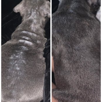 Rigo's Meal - Less than a month with Rigo's Meal - Pet Stores Near Me - Miramar, Florida