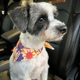 Side shot after grooming. Side shot after grooming.