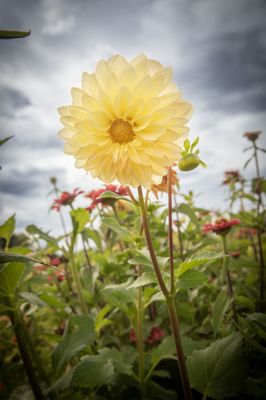 Well Rooted Farms by null