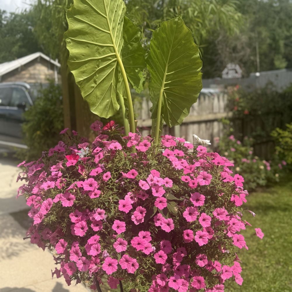 Palmettos on the Bayou - Beautiful greenery! - Cajun/Creole Near Me - Slidell, Louisiana