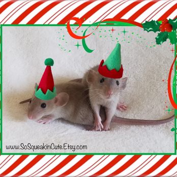 Squeakin Pups - Pet Breeders Near Me - El Cajon, California Squeakin Pups - Pet Breeders Near Me - El Cajon, California