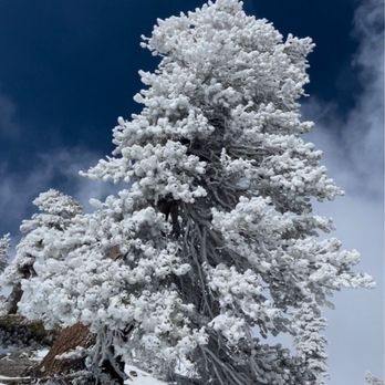 Old Mt. Baldy Trail - Earth day 2022 - Hiking Near Me - Mount Baldy, California