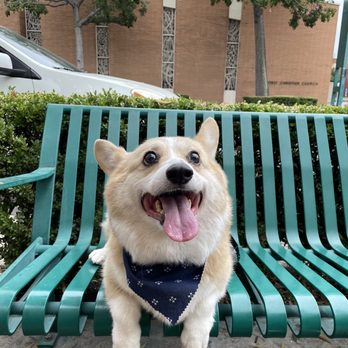 Pawsitive Pet Grooming - Pet Groomers Near Me - Covina, California Pawsitive Pet Grooming - Pet Groomers Near Me - Covina, California