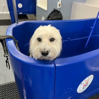 D.I.Y Pet Self Wash - Pet Stores Near Me - Reseda, California D.I.Y Pet Self Wash - Pet Stores Near Me - Reseda, California