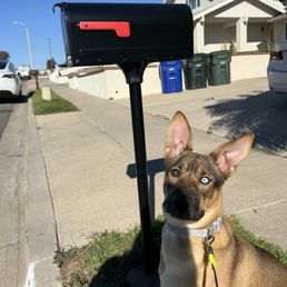 new mailbox, puppy approved. new mailbox, puppy approved.