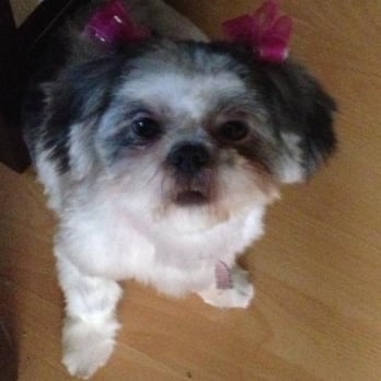 Bow Wow Groomers - My cookie after visiting bow wow groomers love how they leave her - Pet Groomers Near Me - Cypress, California