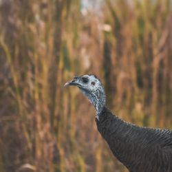 Kissimmee Prairie Preserve State Park