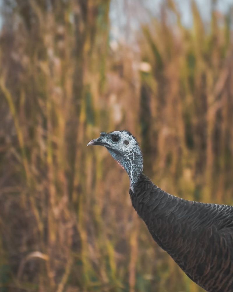 Kissimmee Prairie Preserve State Park Image