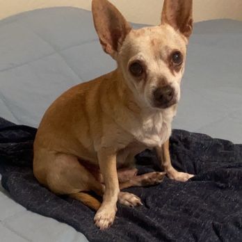Dr 4 Pets - Veterinarians Near Me