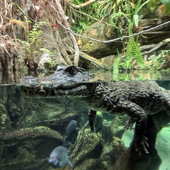 National Aquarium - Aquariums Near Me - Baltimore, Maryland
