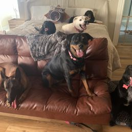 It's great how the dogs get alone.