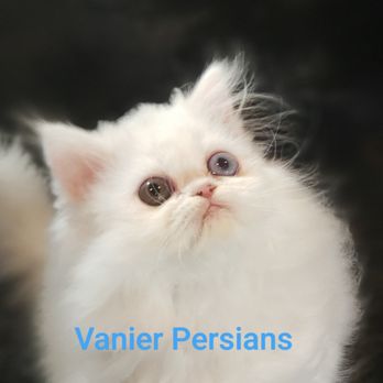 vanier pekingese
