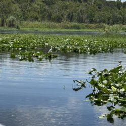 St. Johns River Eco Tours