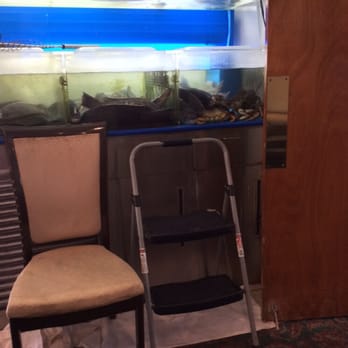 Sun Kong - Sad, sick looking fish - Dim Sum Near Me - Malden, Massachusetts