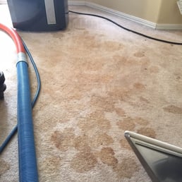 This is what my carpets looked like before. Got a new puppy and had some issues