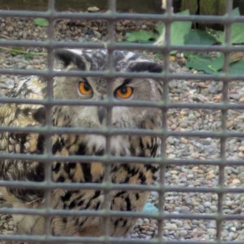 Cascades Raptor Center - Zoos Near Me - Eugene, Oregon