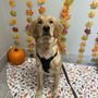 Photo of Golden Valley Animal Hospital