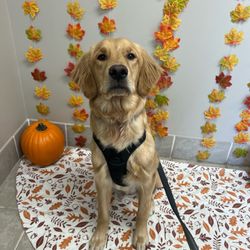 Golden Valley Animal Hospital - Oakley in front of their little photo backdrop