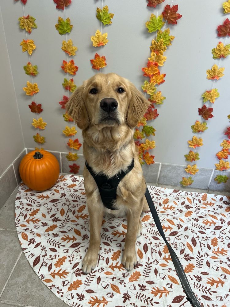 Golden Valley Animal Hospital - pet boarding facility in Golden Valley, MN