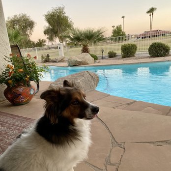Canyon Animal Hospital - Veterinarians Near Me - Phoenix, Arizona Canyon Animal Hospital - Veterinarians Near Me - Phoenix, Arizona