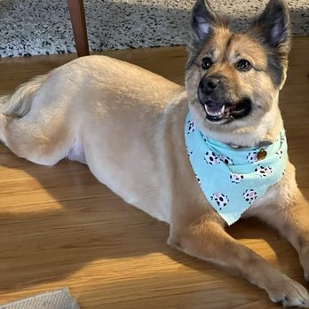 Amazing Tails - Duffy - Pet Groomers Near Me - Los Angeles, California Amazing Tails - Duffy - Pet Groomers Near Me - Los Angeles, California