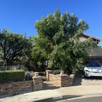 Tree Services Flores - Tree Services Near Me Tree Services Flores - Tree Services Near Me