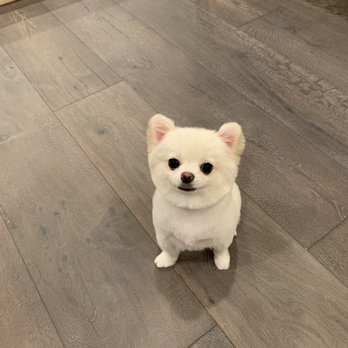 Happy Pet - Pet Groomers Near Me - San Gabriel, California Happy Pet - Pet Groomers Near Me - San Gabriel, California