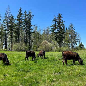 Mossy Rock Ranch - Ranches Near Me - Yelm, Washington Mossy Rock Ranch - Ranches Near Me - Yelm, Washington