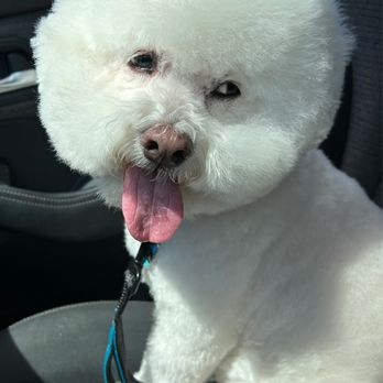Paws Up Boutique - Pet Groomers Near Me - Honolulu, Hawaii