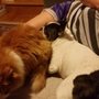 Photo of DC Puppy PT