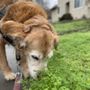Photo of Affinity Pet Services