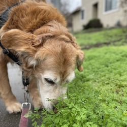 Affinity Pet Services - Checking for messages on her walk