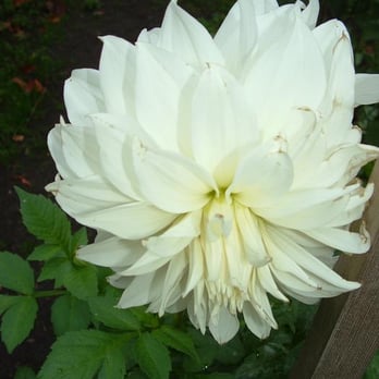 Volunteer Park - Parks Near Me - Seattle, Washington