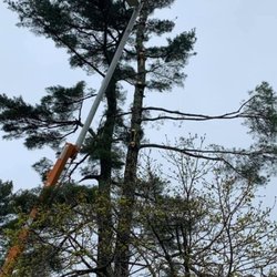 Platinum Tree Removal Service