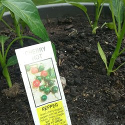 Blacks Greenhouse