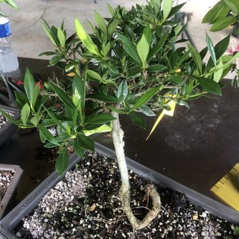 Miami Bonsai Specialists - Gardenia - Nurseries & Gardening Near Me - Miami, Florida Miami Bonsai Specialists - Gardenia - Nurseries & Gardening Near Me - Miami, Florida