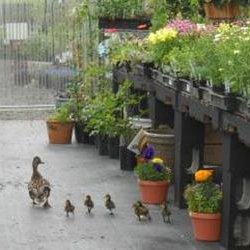 Brim's Farm & Garden - Flowers and ducks