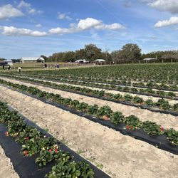 Back Road Berries - Looking toward the rear of the fields