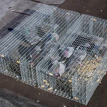 Pigeon Eviction - Pigeon Trapper - Wildlife Control Near Me - Gilbert, Arizona Pigeon Eviction - Pigeon Trapper - Wildlife Control Near Me - Gilbert, Arizona