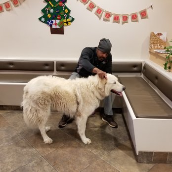 SAGE Veterinary Centers - Campbell - Grace waiting to be seen - Veterinarians Near Me - Campbell, California SAGE Veterinary Centers - Campbell - Grace waiting to be seen - Veterinarians Near Me - Campbell, California