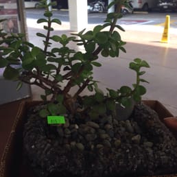 Jade plant for my office.