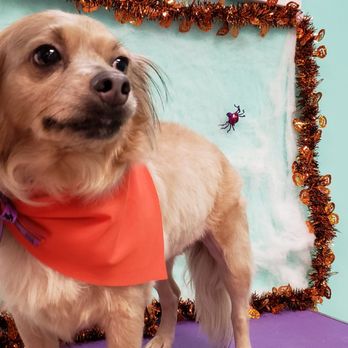 Rainbow Paws Pet Salon - Pet Groomers Near Me - Austin, Texas Rainbow Paws Pet Salon - Pet Groomers Near Me - Austin, Texas