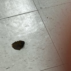 Michaels - Freshly stepped dog crap in Michaels.