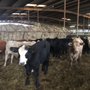 Photo of E4 Cattle